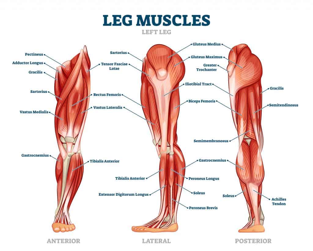 vector image of the leg muscles to demonstrate anatomy