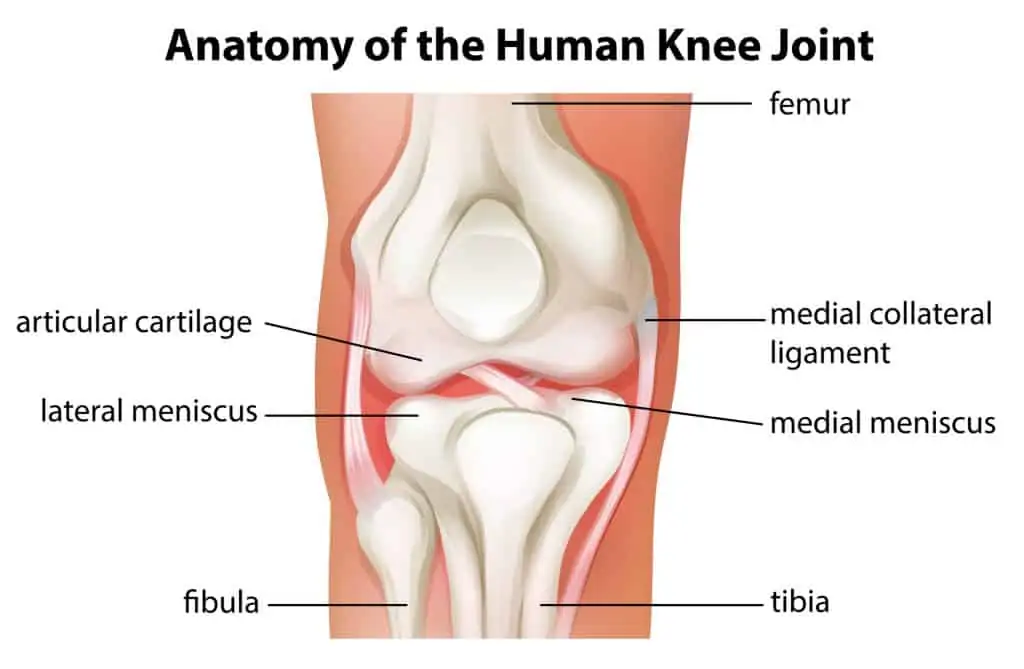 anatomy of the knee joint in an article about knee support for yoga