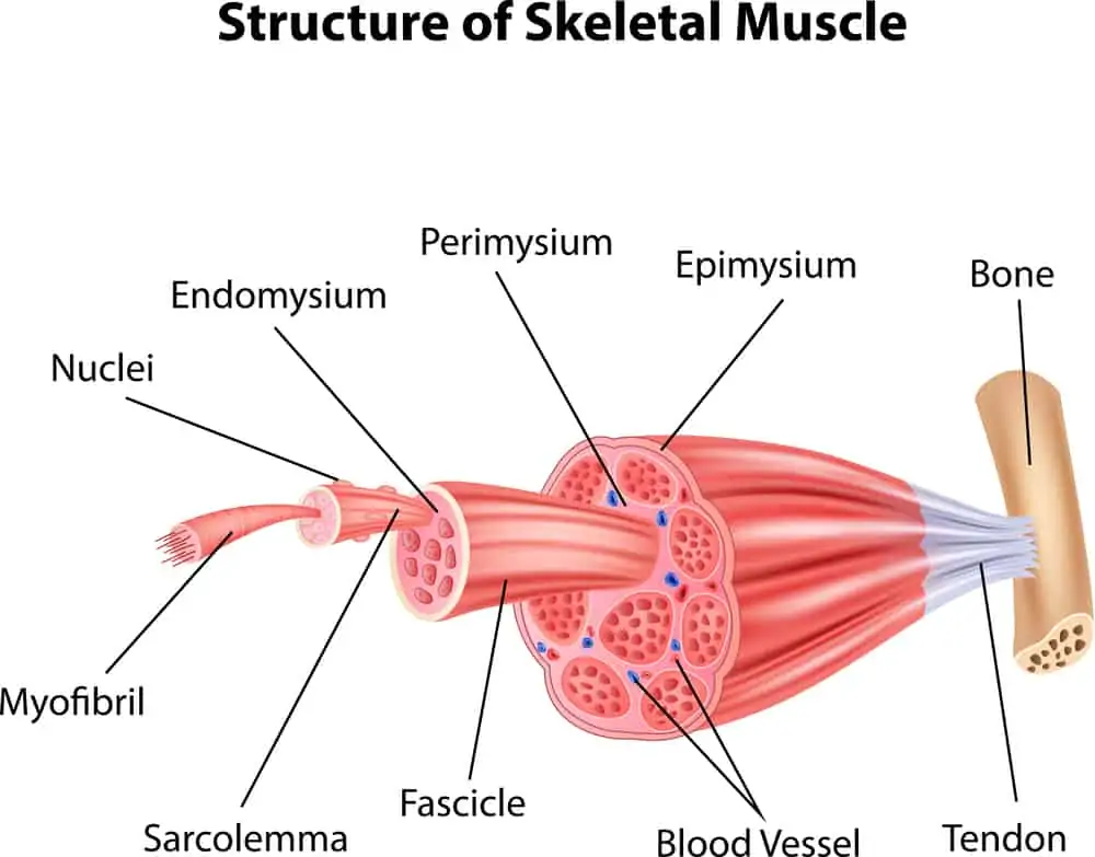 structure of skeletal muscle anatomy
