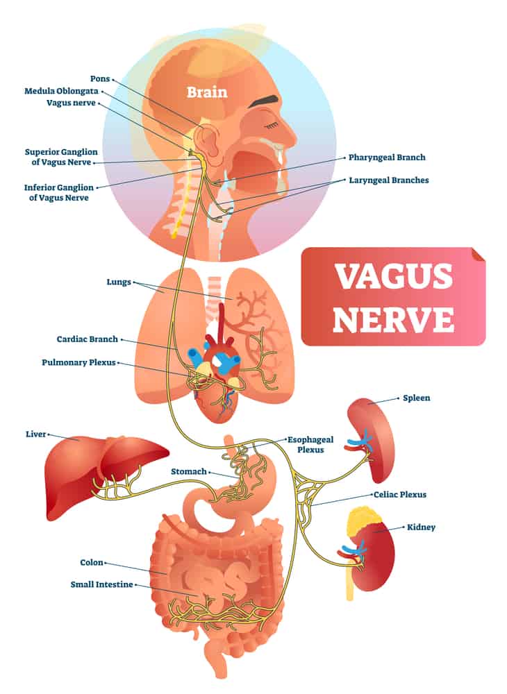 anatomy of the vagus nerve