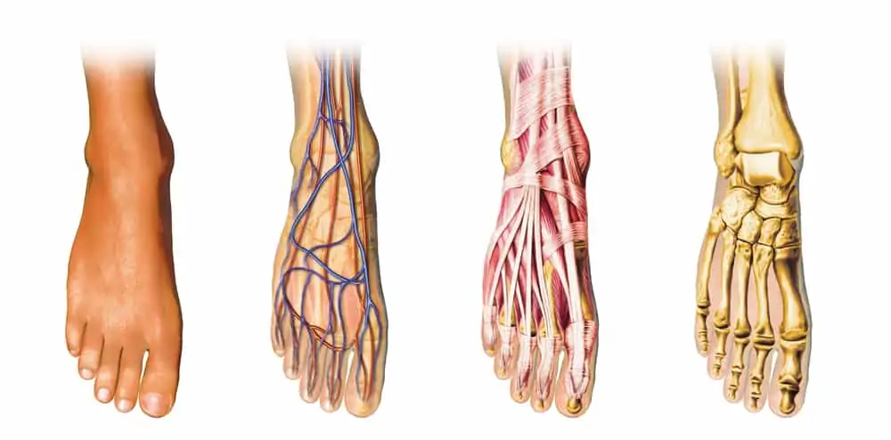 foot anatomy - why do my toes go numb on the elliptical