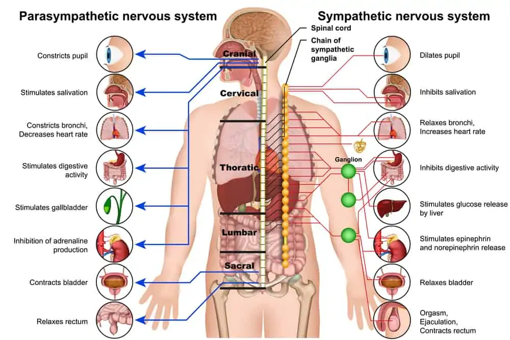 illustration of the sympathetic and parasympathetic nervous systems of the body