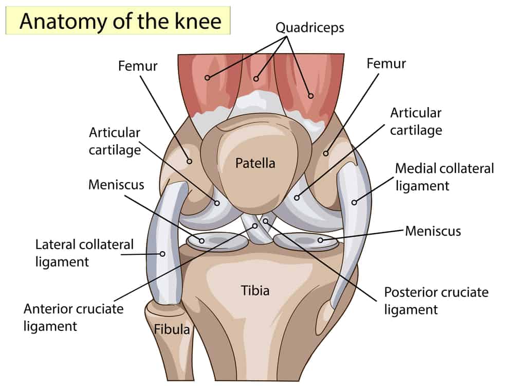 anatomy of the knee joint